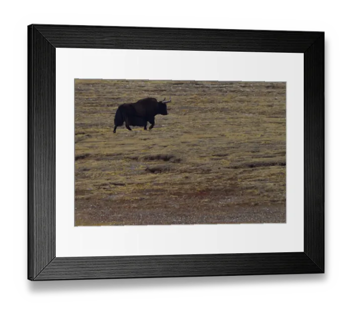 Framed Print : Wild yak, (Bos mutus), Keke Xili, Changtang, Tibetan Plateau, Qinghai, China Framed Print : Wild yak, (Bos mutus), Keke Xili, Changtang, Tibetan Plateau, Qinghai, China