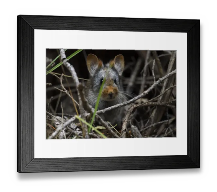 Framed Print : Glovers pika (Ochotona gloveri), Baixha Valley, Tibetan Plateau, Qinghai, China Framed Print : Glovers pika (Ochotona gloveri), Baixha Valley, Tibetan Plateau, Qinghai, China