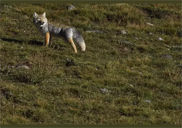 Tibetan sand fox (Vulpes ferrilata), Valley near Yushu, Tibetan Plateau, Qinghai, China
