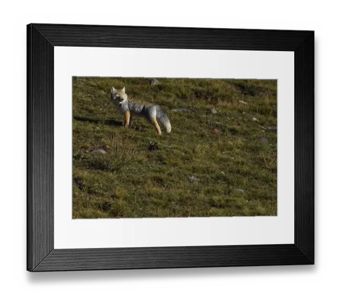 Framed Print : Tibetan sand fox (Vulpes ferrilata), Valley near Yushu, Tibetan Plateau, Qinghai, China Framed Print : Tibetan sand fox (Vulpes ferrilata), Valley near Yushu, Tibetan Plateau, Qinghai, China