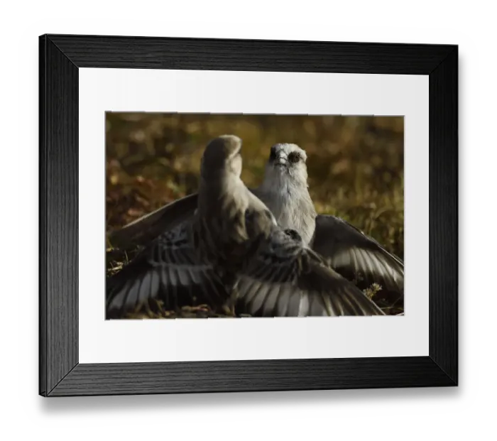 Framed Print : White-rumped snowfinch (Montifringilla taczanowskii) two fighting, Tibetan Plateau Framed Print : White-rumped snowfinch (Montifringilla taczanowskii) two fighting, Tibetan Plateau