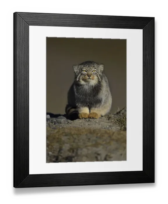 Framed Print : Pallass cat (Otocolobus manul) resting, Tibetan Plateau, Qinghai, China Framed Print : Pallass cat (Otocolobus manul) resting, Tibetan Plateau, Qinghai, China