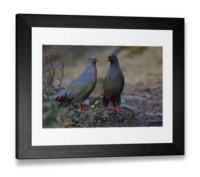 Framed Print : Two Blood pheasant birds (Ithaginis cruentus) males Baima Snow Mountain Nature Reserve Framed Print : Two Blood pheasant birds (Ithaginis cruentus) males Baima Snow Mountain Nature Reserve