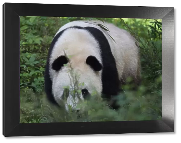 Giant panda bear (Ailuropoda melanoleuca) walking towards us in bush, Shaanxi, China