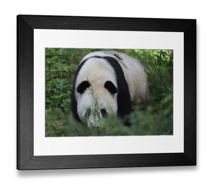 Framed Print : Giant panda bear (Ailuropoda melanoleuca) walking towards us in bush, Shaanxi, China Framed Print : Giant panda bear (Ailuropoda melanoleuca) walking towards us in bush, Shaanxi, China