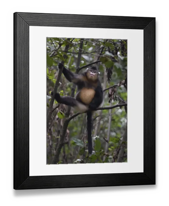 Framed Print : Yunnan snub-nosed monkey (Rhinopithecus bieti) sitting in a tree at Ta Cheng Nature Reserve