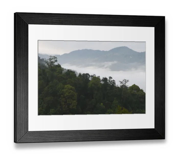 Framed Print : Low lying mist / fog over rainforest, morning in Sudian, Tongbiguan Nature Reserve Framed Print : Low lying mist / fog over rainforest, morning in Sudian, Tongbiguan Nature Reserve