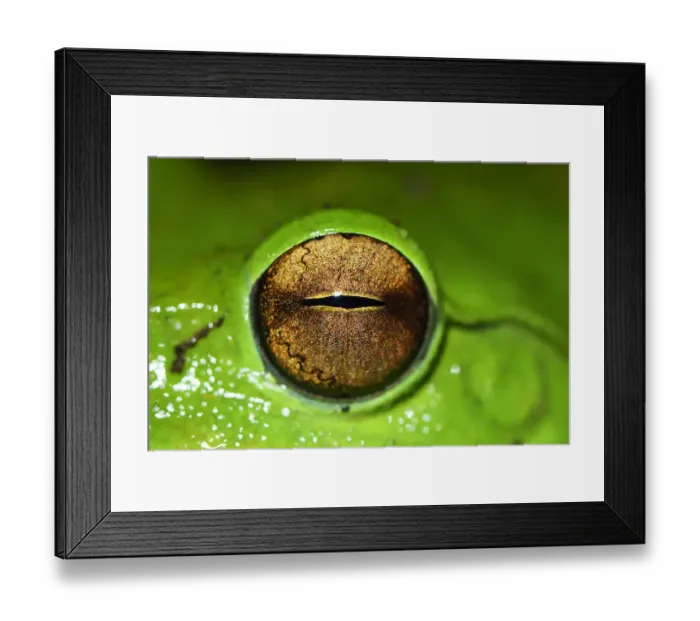 Framed Print : Picture of the eye of a Giant tree frog (Rhacophorus maximus) Tongbiguan Nature Reserve Framed Print : Picture of the eye of a Giant tree frog (Rhacophorus maximus) Tongbiguan Nature Reserve