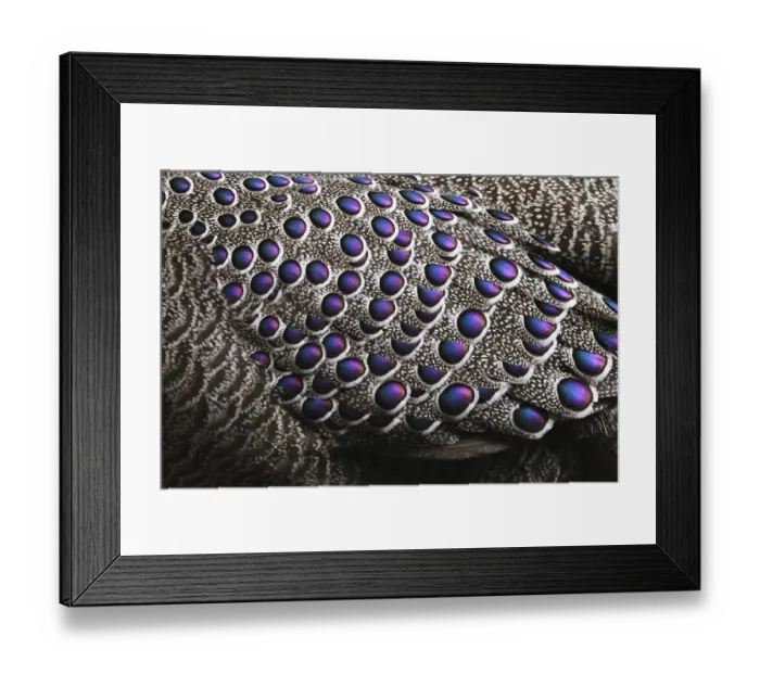 Framed Print : Grey peacock-pheasant (Polyplectron bicalcaratum) close up of the feathers, Tongbiguan Framed Print : Grey peacock-pheasant (Polyplectron bicalcaratum) close up of the feathers, Tongbiguan