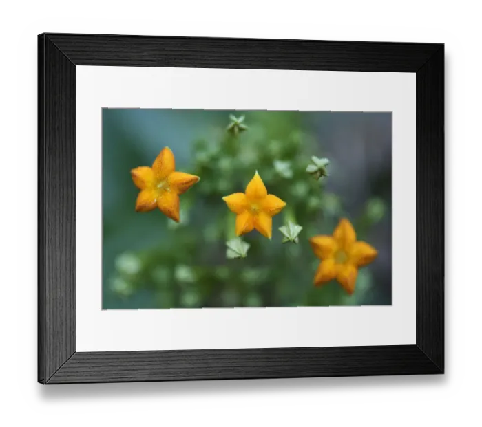 Framed Print : Close up of flowers (Mussaenda pubescens) Tongbiguan Nature Reserve, Dehong prefecture Framed Print : Close up of flowers (Mussaenda pubescens) Tongbiguan Nature Reserve, Dehong prefecture