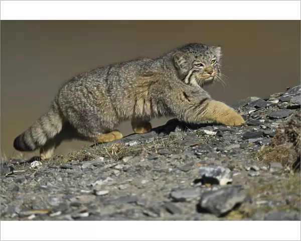 Pallass cat (Otocolobus manul), Qinghai, China
