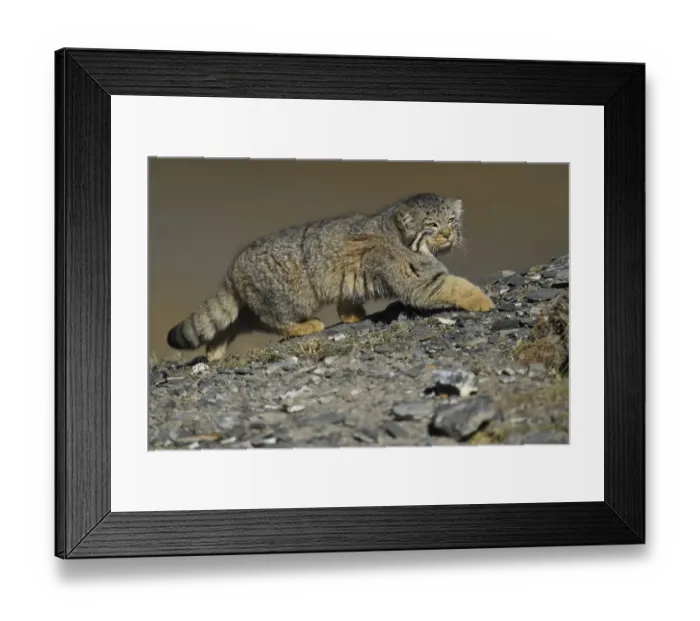Framed Print : Pallass cat (Otocolobus manul), Qinghai, China Framed Print : Pallass cat (Otocolobus manul), Qinghai, China