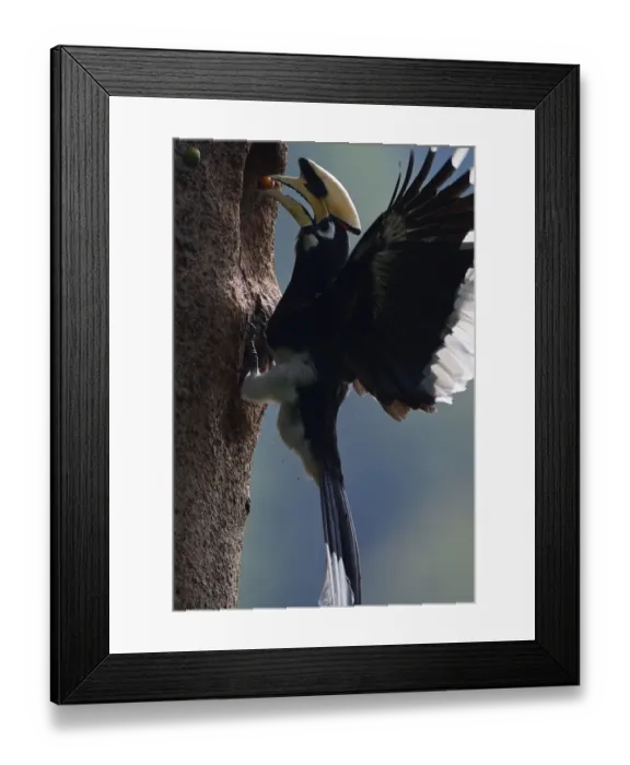 Framed Print : Oriental Pied hornbill (Anthracoceros albirostris) male bringing berry to nest, Tongbiguan