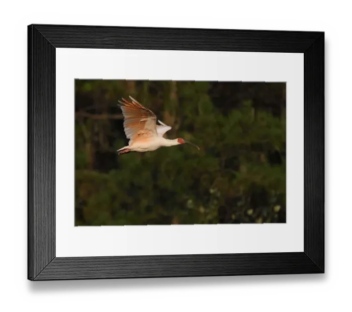Framed Print : Crested ibis (Nipponia nippon) flying in evening light, Yangxian Nature Reserve, Shaanxi, China Framed Print : Crested ibis (Nipponia nippon) flying in evening light, Yangxian Nature Reserve, Shaanxi, China