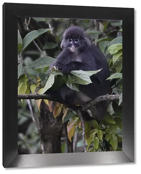 Phayres leaf monkey (Trachypithecus phayrei) siiting on a tree at He Xin Chang Forest reserve