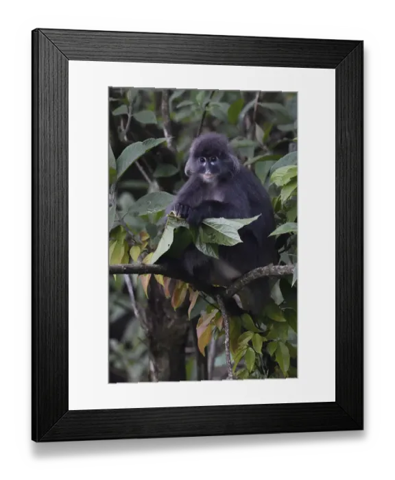 Framed Print : Phayres leaf monkey (Trachypithecus phayrei) siiting on a tree at He Xin Chang Forest reserve Framed Print : Phayres leaf monkey (Trachypithecus phayrei) siiting on a tree at He Xin Chang Forest reserve