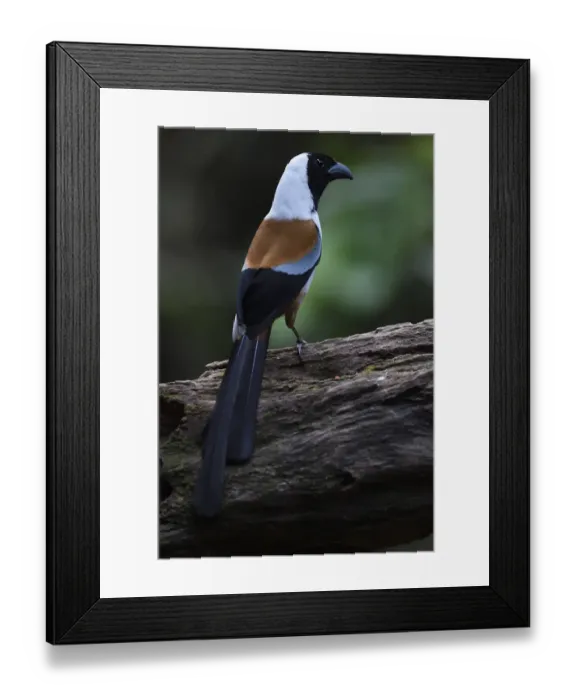 Framed Print : Collared treepie (Dendrositta frontalis) bird perched on a tree Tongbiguan Nature Reserve Framed Print : Collared treepie (Dendrositta frontalis) bird perched on a tree Tongbiguan Nature Reserve
