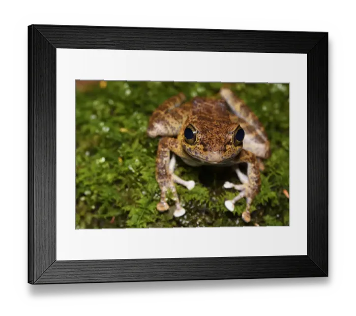 Framed Print : Tree frog (Amolops afghanus) female sitting on moss Tongbiguan Nature Reserve, Dehong prefecture Framed Print : Tree frog (Amolops afghanus) female sitting on moss Tongbiguan Nature Reserve, Dehong prefecture