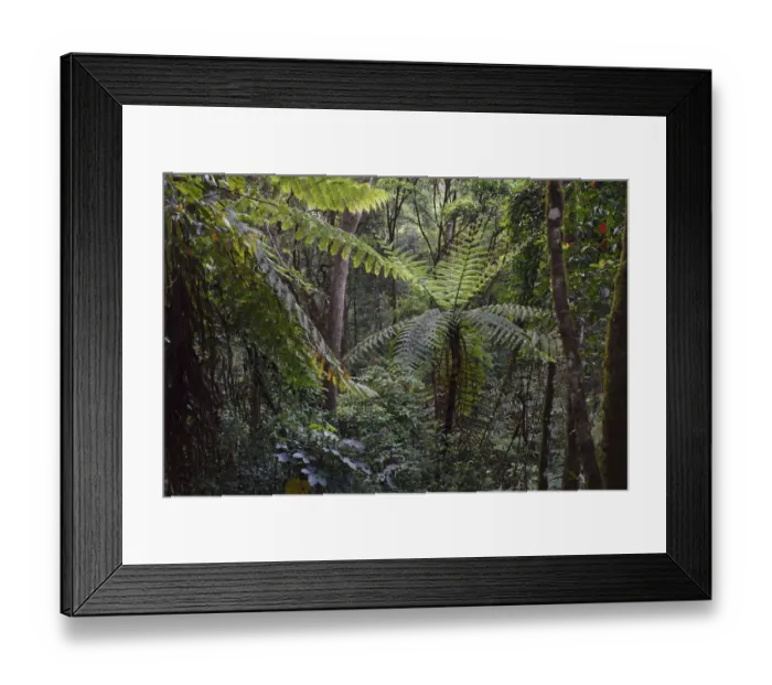 Framed Print : Tree ferns, Cyatheales, and other trees and vegetation in the montane rainforest Framed Print : Tree ferns, Cyatheales, and other trees and vegetation in the montane rainforest
