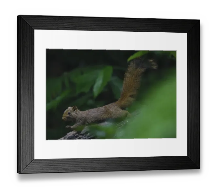 Framed Print : Pallass squirrel (Callosciurus erythraeus) at Tongbiguan Nature Reserve, Dehong Prefecture Framed Print : Pallass squirrel (Callosciurus erythraeus) at Tongbiguan Nature Reserve, Dehong Prefecture