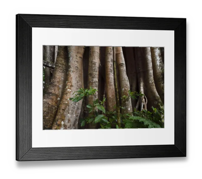 Framed Print : 1000 year old grove of Banyan fig trees (Ficus benghalensis) Tongbiguan Nature Reserve Framed Print : 1000 year old grove of Banyan fig trees (Ficus benghalensis) Tongbiguan Nature Reserve