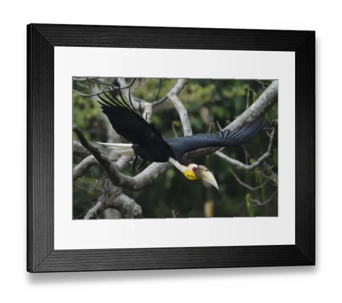 Framed Print : Wreathed hornbill (Aceros undulatus) taking off, Tongbiguan Nature Reserve, Dehong Prefecture Framed Print : Wreathed hornbill (Aceros undulatus) taking off, Tongbiguan Nature Reserve, Dehong Prefecture