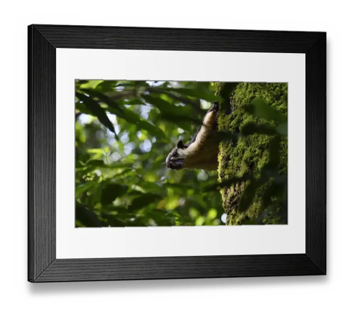 Framed Print : Black giant squirrel (Ratufa bicolor) sitting on a tree at Tongbiguan Nature Reserve Framed Print : Black giant squirrel (Ratufa bicolor) sitting on a tree at Tongbiguan Nature Reserve