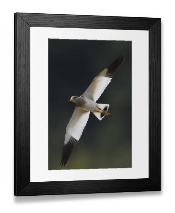Framed Print : Grey-headed lapwing (Vanellus cinereus) winter plumage, flying i, Yangxian Nature Reserve Framed Print : Grey-headed lapwing (Vanellus cinereus) winter plumage, flying i, Yangxian Nature Reserve