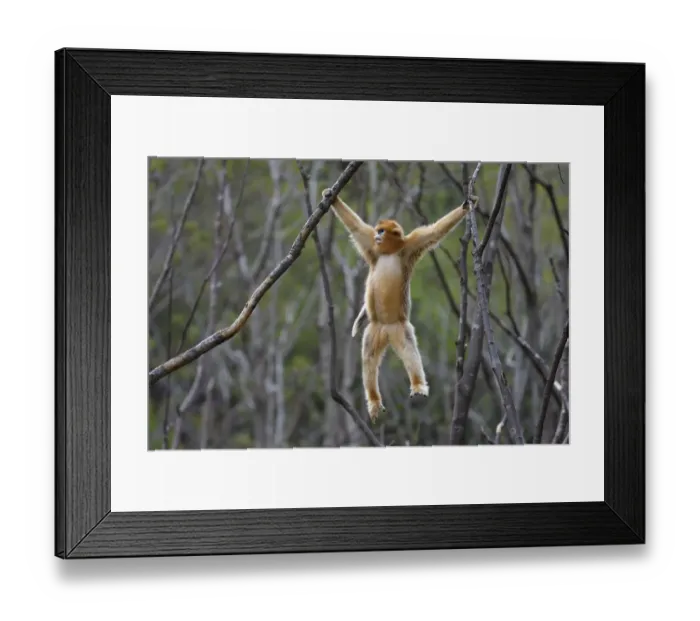 Framed Print : Golden snub-nosed monkey (Rhinopithecus roxellana) hanging from branches, Foping Nature Reserve Framed Print : Golden snub-nosed monkey (Rhinopithecus roxellana) hanging from branches, Foping Nature Reserve