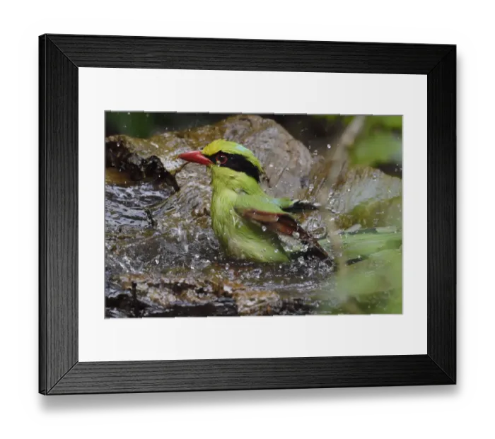 Framed Print : Common green magpie (Cissa chinensis) bathing, Hong Bung He, Dehong, Yunnan, China Framed Print : Common green magpie (Cissa chinensis) bathing, Hong Bung He, Dehong, Yunnan, China