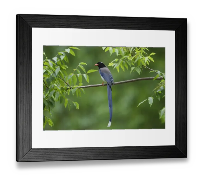 Framed Print : Red-billed blue magpie (Urocissa erythroryncha) perched on a branch, Yangxian Biosphere Reserve Framed Print : Red-billed blue magpie (Urocissa erythroryncha) perched on a branch, Yangxian Biosphere Reserve