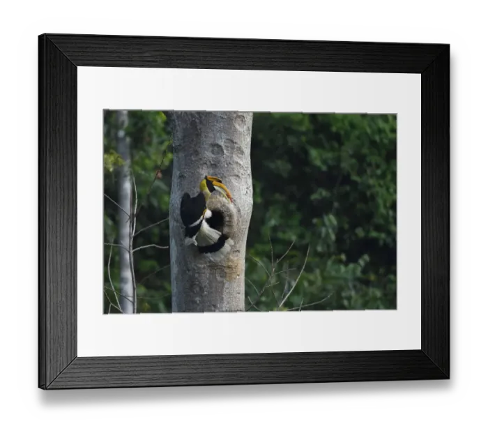 Framed Print : Great pied hornbill (Buceros bicornis) bird photographed perched on a tree on its Framed Print : Great pied hornbill (Buceros bicornis) bird photographed perched on a tree on its