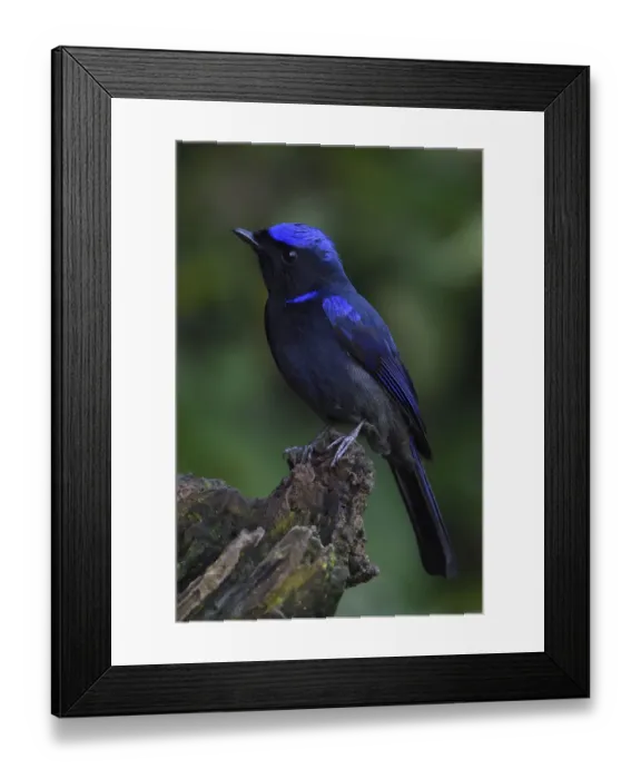 Framed Print : Large niltava (Niltava grandis) male, perched on a tree trunk in Baihualing, Gaoligongshan Framed Print : Large niltava (Niltava grandis) male, perched on a tree trunk in Baihualing, Gaoligongshan