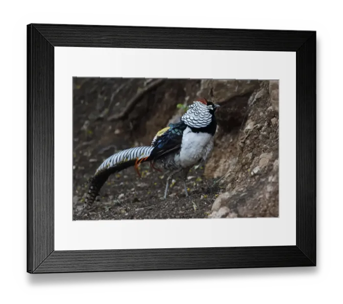 Framed Print : Lady Amhersts pheasant (Chrysolophus amherstiae) male walking on ground in Baihualing Framed Print : Lady Amhersts pheasant (Chrysolophus amherstiae) male walking on ground in Baihualing