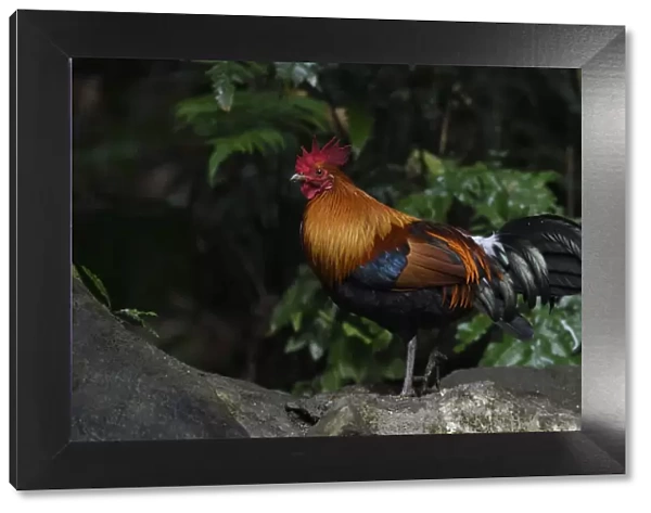 Red junglefowl (Gallus gallus) male bird walking through the forest of Hong Bung He