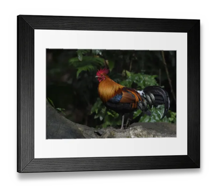 Framed Print : Red junglefowl (Gallus gallus) male bird walking through the forest of Hong Bung He
