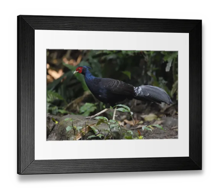 Framed Print : Kalij pheasant (Lophura leucomelanos) walking on ground through a forest in Hong Bung He Framed Print : Kalij pheasant (Lophura leucomelanos) walking on ground through a forest in Hong Bung He