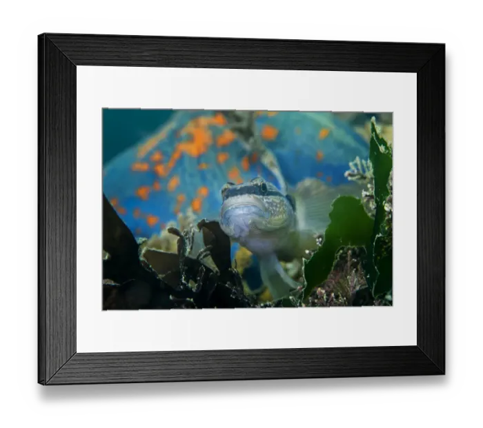Framed Print : Chameleon goby (Tridentiger trigonocephalus) with Blue bat star (Patiria pectinifera) in background Framed Print : Chameleon goby (Tridentiger trigonocephalus) with Blue bat star (Patiria pectinifera) in background