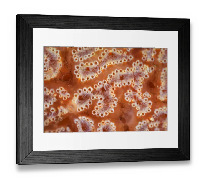 Framed Print : Ascidian / Sea squirt (Ascidiacea) close-up. Bohai Sea, Yellow Sea. Zhifu Island Framed Print : Ascidian / Sea squirt (Ascidiacea) close-up. Bohai Sea, Yellow Sea. Zhifu Island