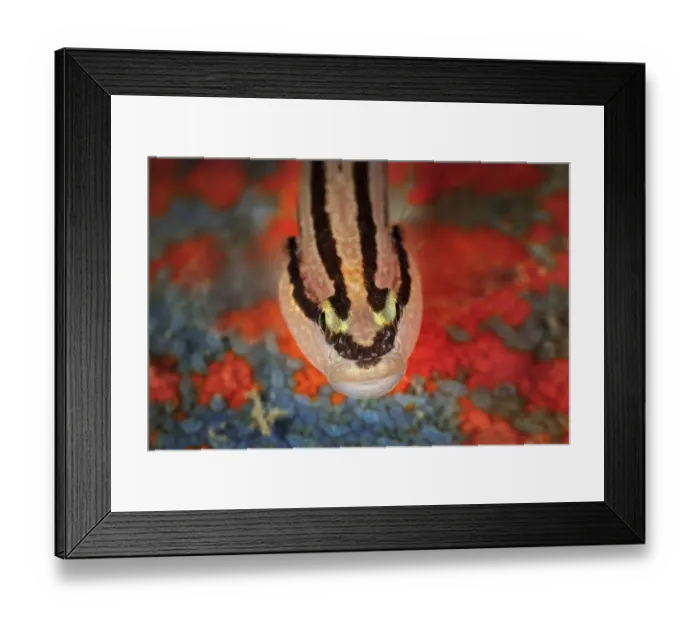 Framed Print : Chameleon goby (Tridentiger trigonocephalus) from above. Gulf of Bohai, Yellow Sea Framed Print : Chameleon goby (Tridentiger trigonocephalus) from above. Gulf of Bohai, Yellow Sea