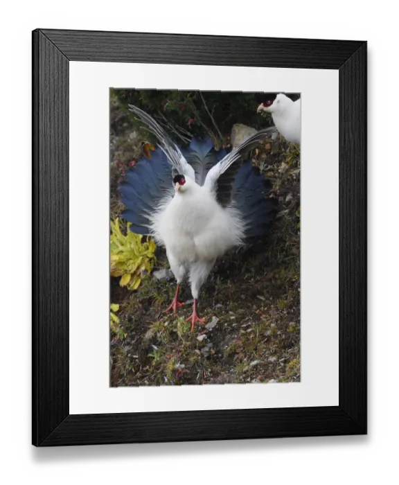 Framed Print : White eared pheasant (Crossoptilon crossoptilon) spreading his wings while jumping down a rock Framed Print : White eared pheasant (Crossoptilon crossoptilon) spreading his wings while jumping down a rock