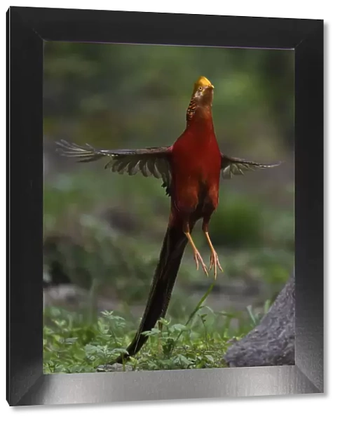 Golden pheasant (Chrysolophus pictus) male jumping, Yangxian Biosphere Reserve, Shaanxi