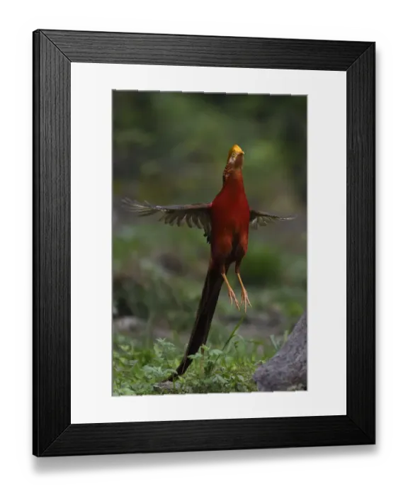Framed Print : Golden pheasant (Chrysolophus pictus) male jumping, Yangxian Biosphere Reserve, Shaanxi Framed Print : Golden pheasant (Chrysolophus pictus) male jumping, Yangxian Biosphere Reserve, Shaanxi