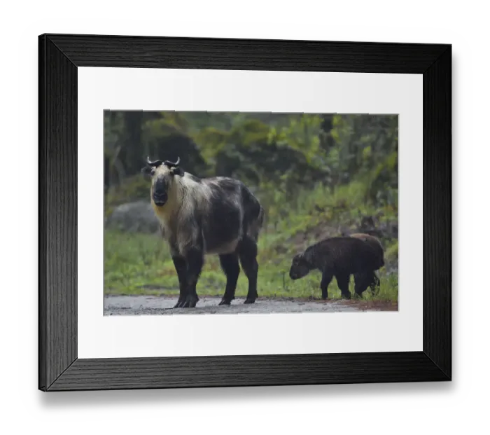 Framed Print : Sichuan / Tibetan takin (Budorcas taxicolor tibetana) female with two calves, Tangjiahe Framed Print : Sichuan / Tibetan takin (Budorcas taxicolor tibetana) female with two calves, Tangjiahe