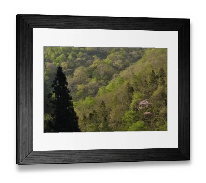 Framed Print : Forest, Tangjiahe National Nature Reserve, Qingchuan County, Sichuan province, China Framed Print : Forest, Tangjiahe National Nature Reserve, Qingchuan County, Sichuan province, China