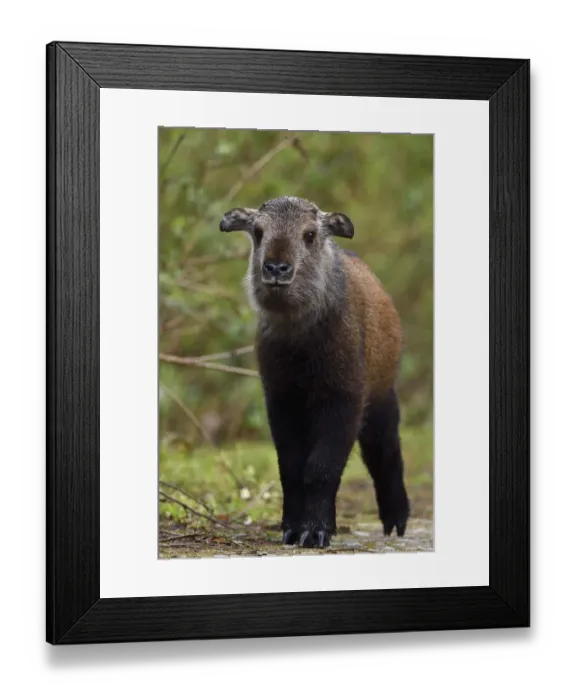 Framed Print : Sichuan / Tibetan takin (Budorcas taxicolor tibetana) young calf that lost his mother Framed Print : Sichuan / Tibetan takin (Budorcas taxicolor tibetana) young calf that lost his mother