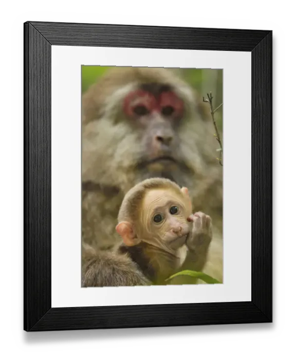 Framed Print : Tibetan macaque (Macaca thibetana) female with baby, Tangjiahe National Nature Reserve Framed Print : Tibetan macaque (Macaca thibetana) female with baby, Tangjiahe National Nature Reserve