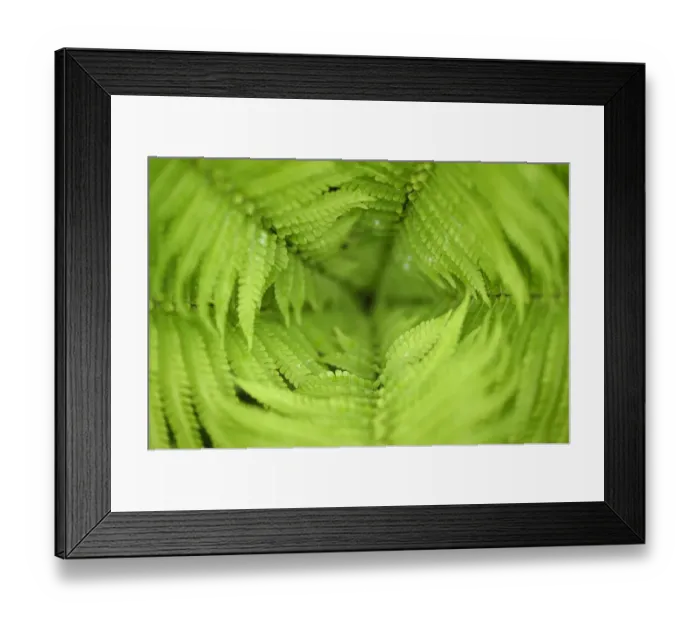 Framed Print : Close up of Ferns, Tangjiahe National Nature Reserve, Qingchuan County, Sichuan province Framed Print : Close up of Ferns, Tangjiahe National Nature Reserve, Qingchuan County, Sichuan province