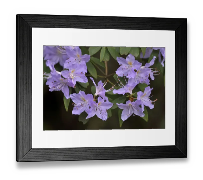 Framed Print : Rhododendron (Rhododendrons sp) flowering, Tangjiahe National Nature Reserve, Qingchuan County Framed Print : Rhododendron (Rhododendrons sp) flowering, Tangjiahe National Nature Reserve, Qingchuan County