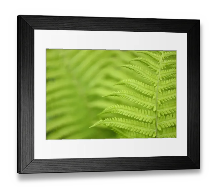 Framed Print : Close up of Ferns, Tangjiahe National Nature Reserve, Qingchuan County, Sichuan province Framed Print : Close up of Ferns, Tangjiahe National Nature Reserve, Qingchuan County, Sichuan province
